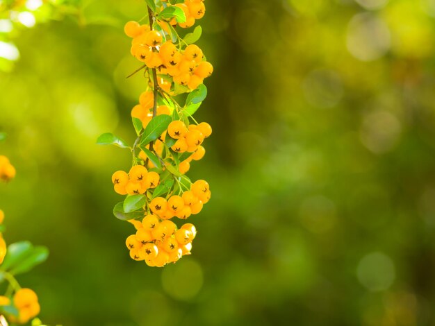 Желтые ягоды Pyracantha на ветвях Firethorn Pyracantha coccinea ягоды на размытом фоне