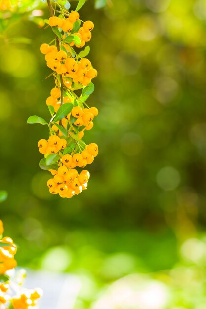 Желтые ягоды Pyracantha на ветвях Firethorn Pyracantha coccinea ягоды на размытом фоне