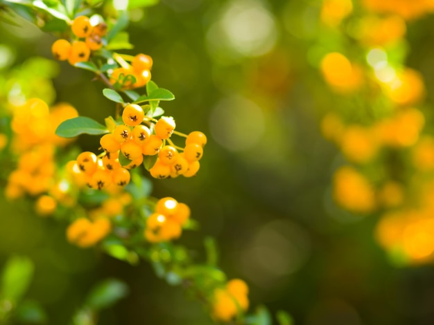 Желтые ягоды Pyracantha на ветвях Firethorn Pyracantha coccinea ягоды на размытом фоне