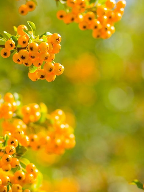 Photo pyracantha yellow berries on branches firethorn pyracantha coccinea berries on blurred background