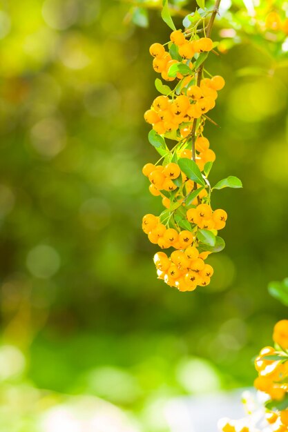 Желтые ягоды Pyracantha на ветвях Firethorn Pyracantha coccinea ягоды на размытом фоне