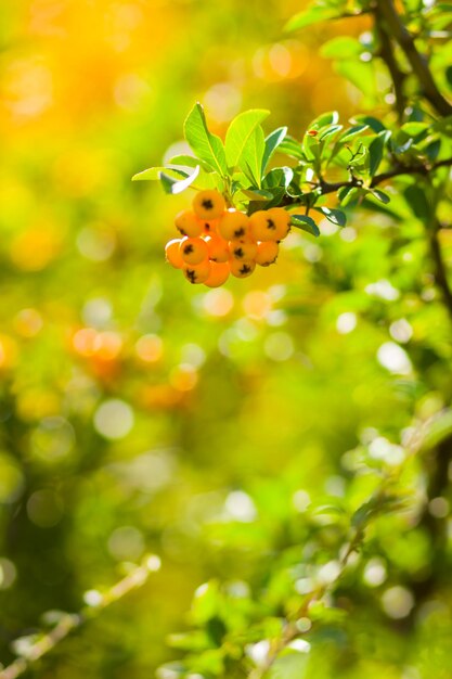 Желтые ягоды Pyracantha на ветвях Firethorn Pyracantha coccinea ягоды на размытом фоне