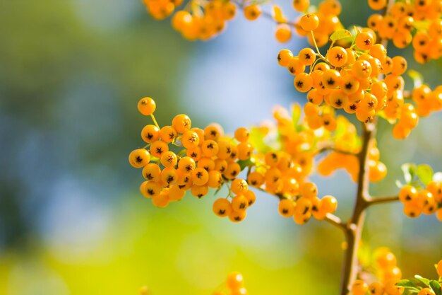 Желтые ягоды Pyracantha на ветвях Firethorn Pyracantha coccinea ягоды на размытом фоне