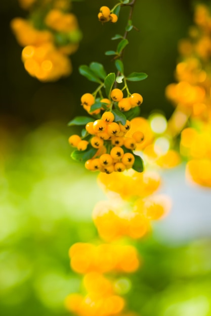 Pyracantha yellow berries on branches Firethorn Pyracantha coccinea berries on blurred background