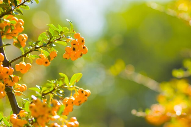 Желтые ягоды Pyracantha на ветвях Firethorn Pyracantha coccinea ягоды на размытом фоне