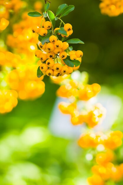 パイラカンタの黄色いベリーが枝に生えているファイレソーンバラバラな背景のパイラカンタ・コッキニアのベリー