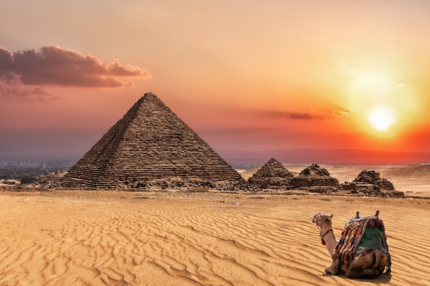 日没時のメンカウラー王のピラミッドと近くのラクダ、ギザ、エジプト。