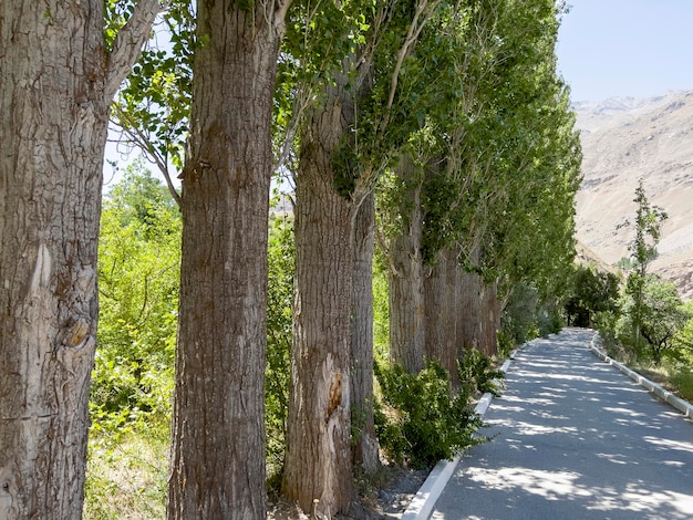 The pyramidal poplars in Khorog