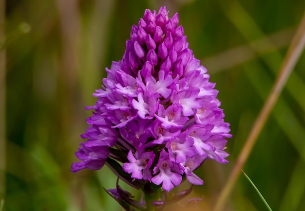 pyramidalorchid537