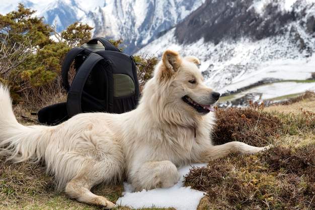 Pyrenean Mountain Dog