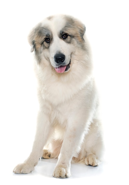 Pyrenean Mountain Dog