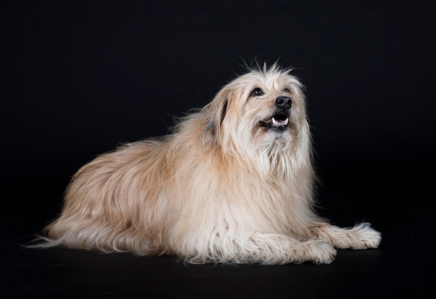 Pyrenean Sheepdog in front of black background