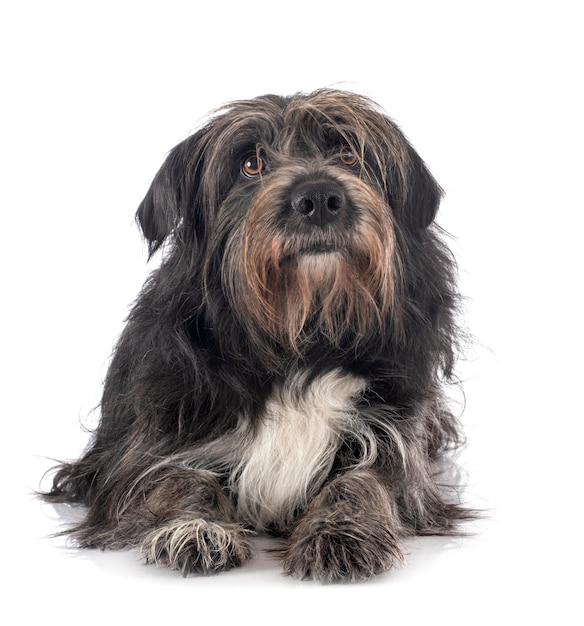 Pyrenean Sheepdog isolated on white