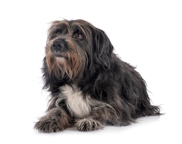 Pyrenean Sheepdog isolated on white