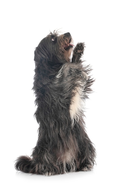 Pyrenean Sheepdog isolated on white