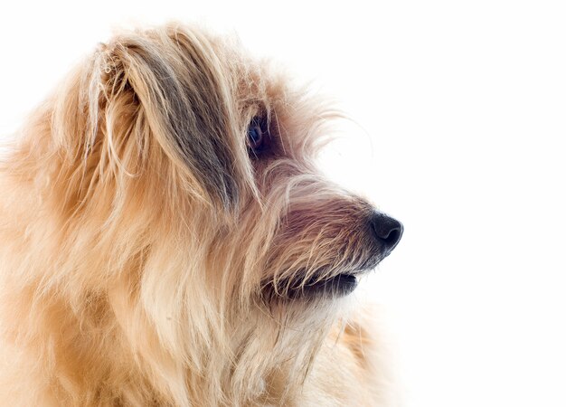 Pyrenean sheepdog on white