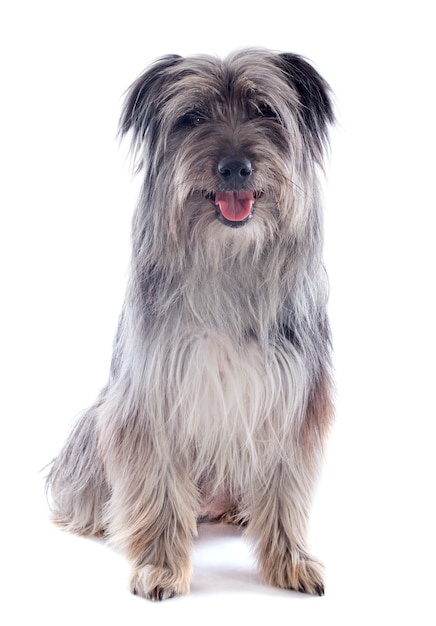 Pyrenean sheepdog 