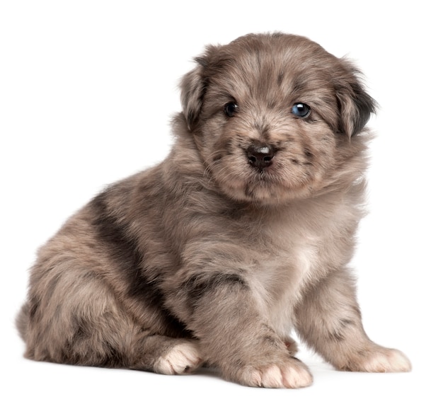 Pyrenean Shepherd puppy, 4 weeks old, 