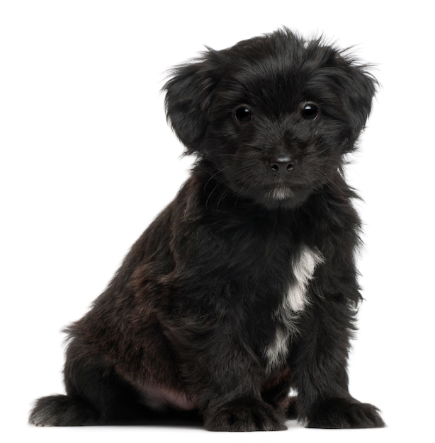 Pyrenean Shepherd puppy, 6 weeks old, 