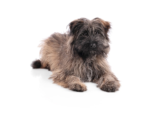 Pyrenean shepherd puppy isolated on white