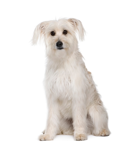 Pyrenean Shepherd,   , sitting, studio shot