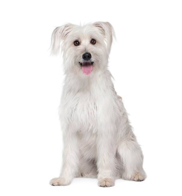 Pyrenean Shepherd,   , sitting, studio shot