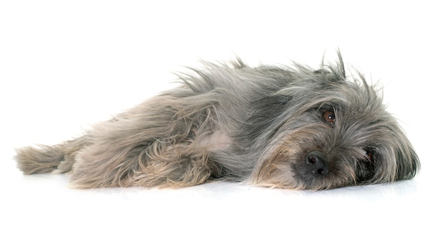 pyrenean shepherd