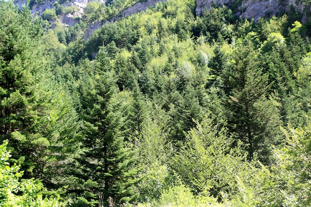 Paesaggi di estate della montagna della foresta degli alberi di pirenei
