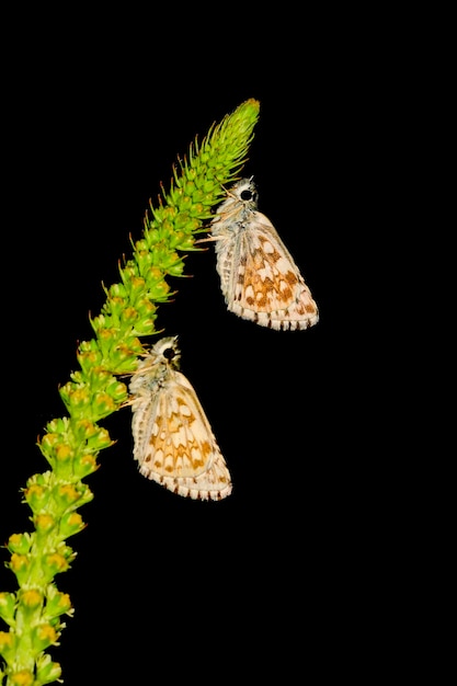 Photo pyrgus onopordi or the bigornian checkered is from the hesperiidae family