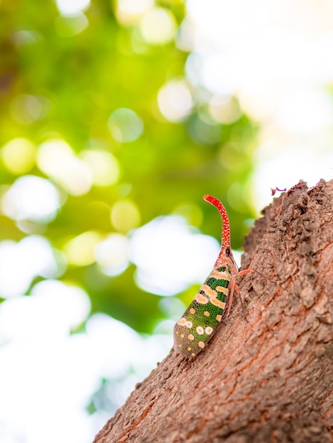 Photo pyrops candelaria or lantern fly or trunk butterfly, the insect on the lychee tree