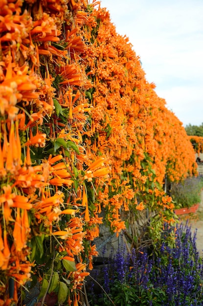 Pyrostegia venusta 불타는 트럼펫 폭죽 덩굴 Orangetrumpet 덩굴