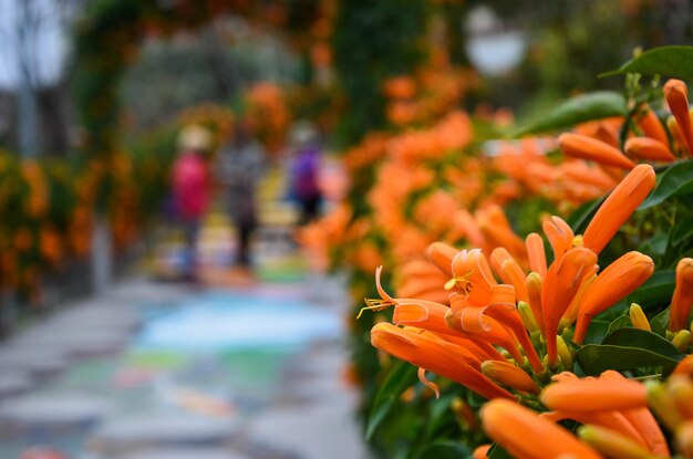 Pyrostegia venusta in the park