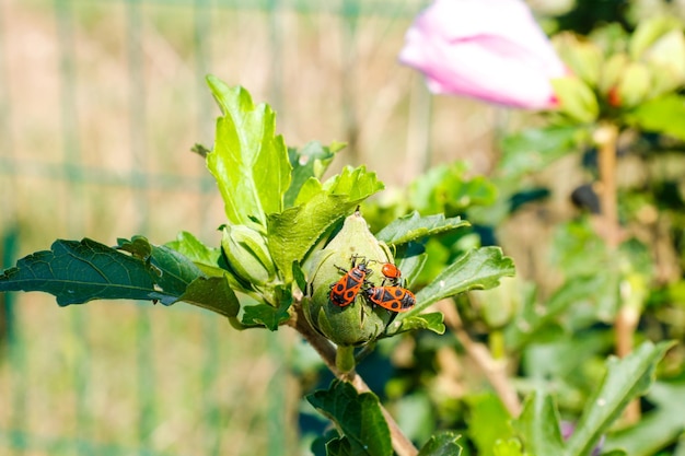 Pyrrhocoris apterus lopen op een tak op een zonnige dag. Zwarte en rode insecten op een tak. vuurwants.