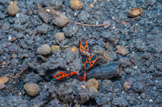 Photo pyrrhocoris apterus spring mating season