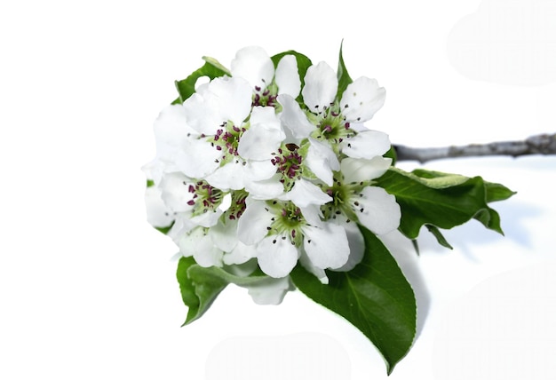 Pyrus communis Lente bloemen van peren geïsoleerd op witte achtergrond studio opname