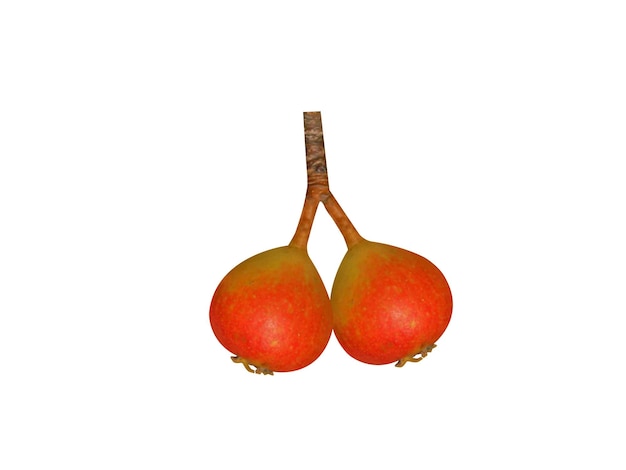 Pyrus pyraster of wilde peren hebben een zoete smaak en zijn eetbaar wanneer ze rijp zijn en van de boom vallen