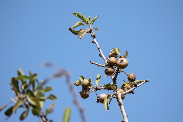 Pyrus spinosa Pyrus amygdaliformis de amandelbladige perenboom