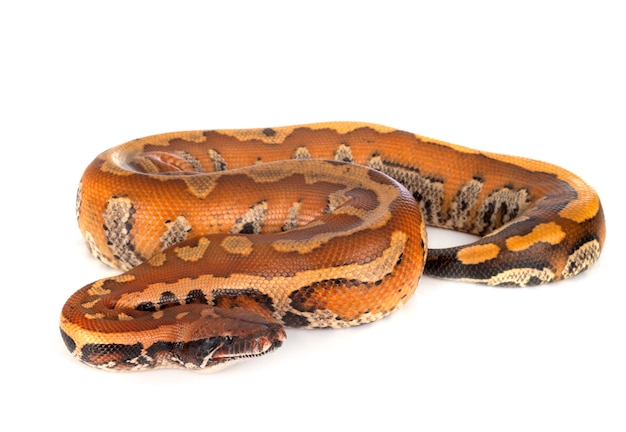 Python brongersmai geïsoleerd