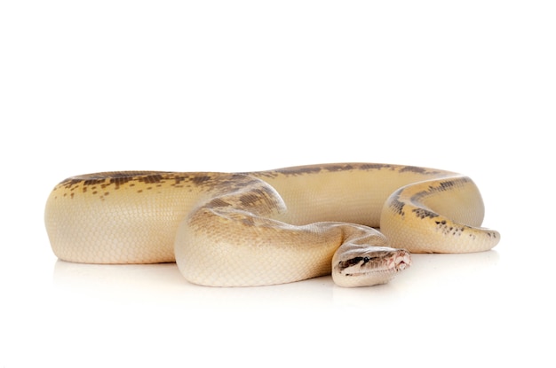 Python brongersmai geïsoleerd