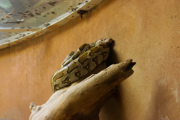 Foto un pitone in gabbia allo zoo