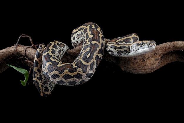 A python coiled on a branch with a black background