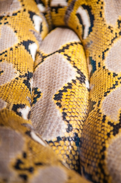 Python een van de grootste slangen ter wereld
