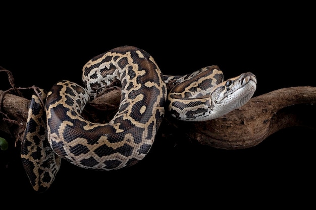 A python is pictured on a black background.