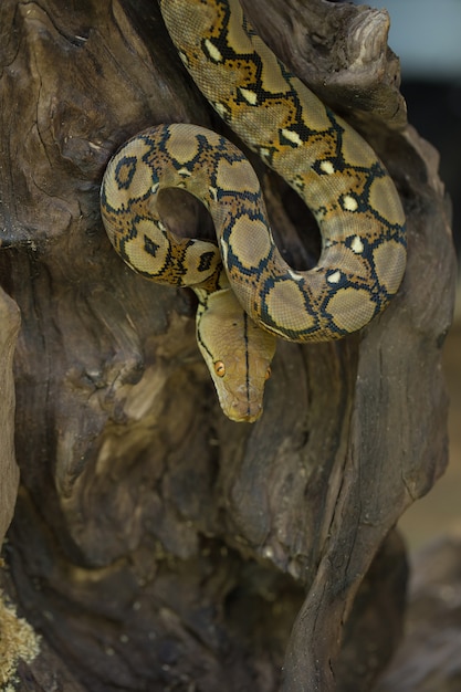 Python met een netvormig patroon, Boaconstrictorslang op boomtak