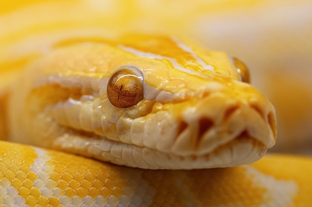 Python molurus 흰둥이를 닫습니다. 커버에 대 한 근접 뱀입니다.