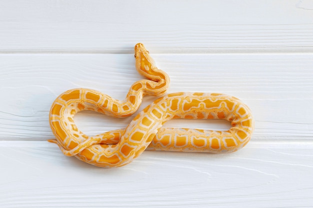 Python molurus albino close-up op witte gestructureerde achtergrond. Oranje slang.