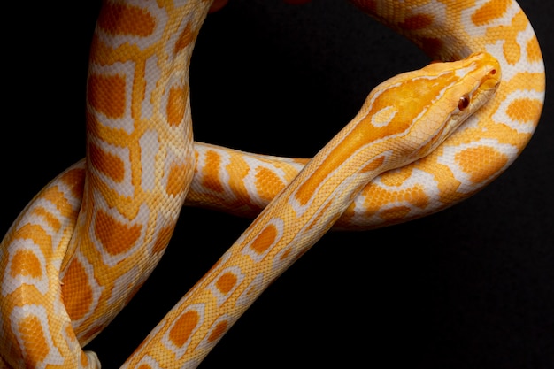 Python molurus bivitattusは、ヘビの最大の種の1つです。東南アジアの広い地域に自生していますが、他の場所では侵入種として発見されています