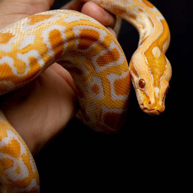Python molurus bivitattus è una delle più grandi specie di serpenti.