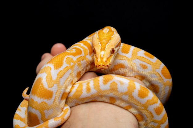 Python molurus bivitattus는 가장 큰 뱀 종 중 하나입니다.