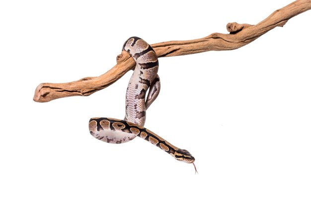 Python regius snaking along a branch against white background